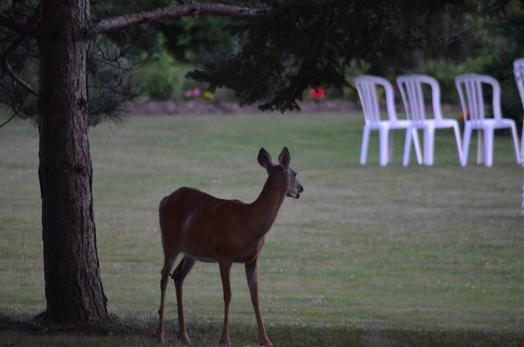 Briarwood Bed & Breakfast Elmsdale Esterno foto